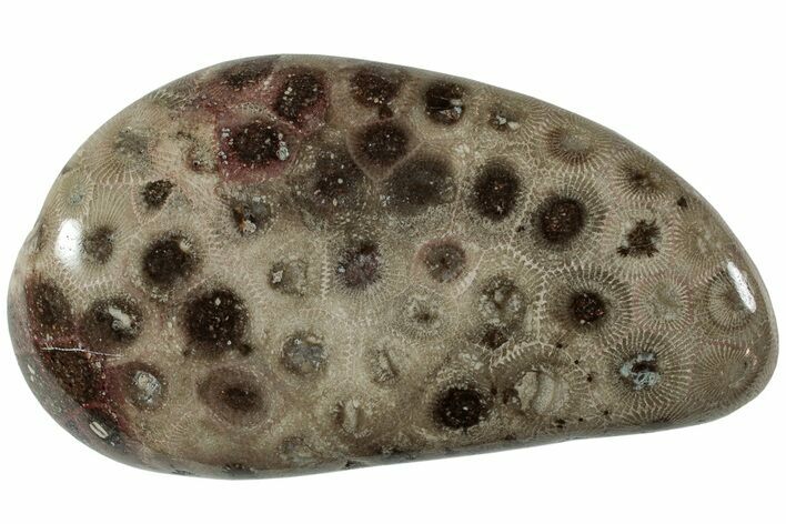 Polished Petoskey Stone (Fossil Coral) - Michigan #227530